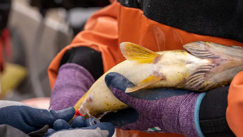 New paper on walleye maternal effects in Fisheries Research